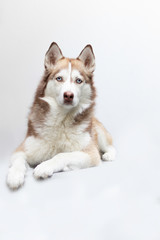 Cute brown serious husky with blue eyes laying in a white background