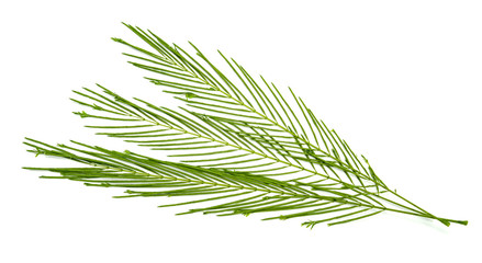Acacia pennata or Cha Om leaf isolated on white background ,Green leaves pattern
