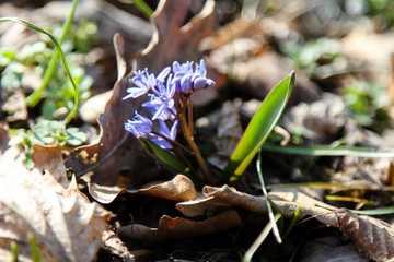 Scilla. The first spring flowers. A close-up.