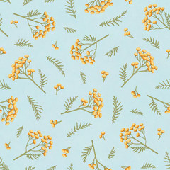 Seamless pattern with flowers of tansy. Tanacetum on a blue background. Botanical hand drawn illustration