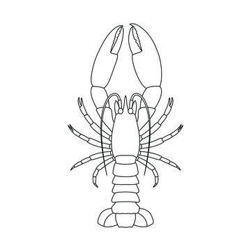 Lobster linear graphic icon. Sea lobster black contour isolated on white background. Vector illustration