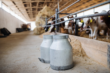 Obraz premium Milk cans and cows on a diary farm, agriculture industry.