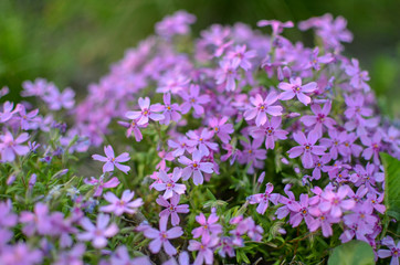 Pink phlox subulata - beautiful flower defocused photo