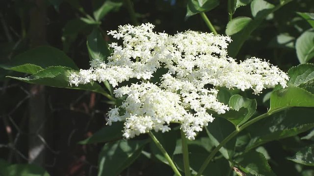 beautiful Blooming elder flower, (Sambucus nigra) in nature