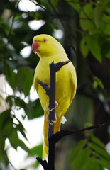 yellow parrot 