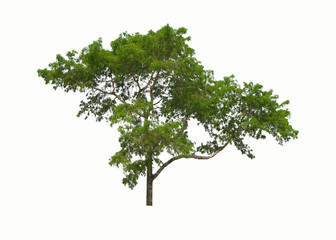 Big isolated  green tree on white background.