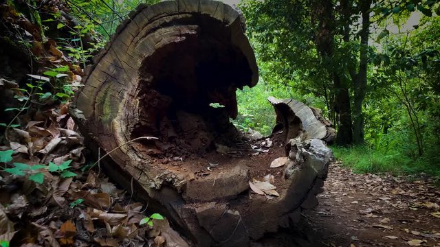 4k Aventura al aire libre Saliendo de &aacute;rbol ca&iacute;do Caminos ins&oacute;litos Bosques Gran Canaria	
