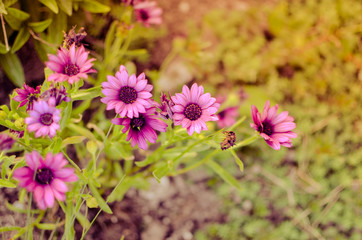 Purple daisy flower growing in spring garden