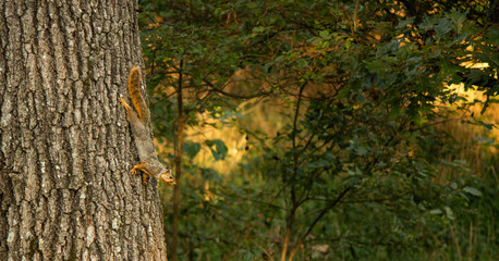 Cute squirrel checking out the day
