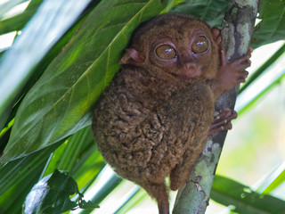 Koboldmaki kleiner Tasier versteckt im Baum einer Farm