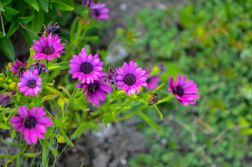 Obraz premium Purple daisy flower growing in spring garden