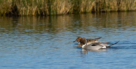 canard pilet