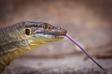 Mertens Water Monitor in profile flicking out tongue