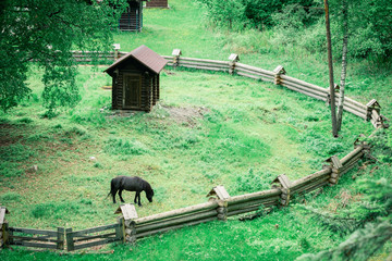 Lone thoroughbred horse grazes in meadow with fenced wooden fence.