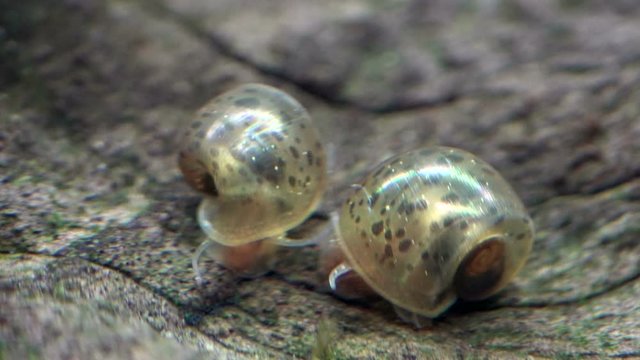 Blasenschnecken beim fressen, Physella acuta