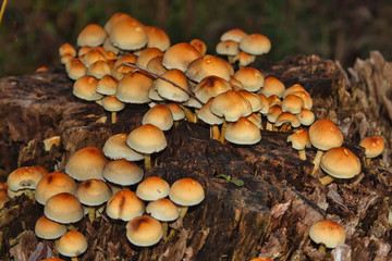 Gruppe von Waldpilzen an einem Baumstamm