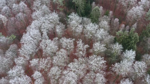 Aerial view of forest with hoar frost in winter, Steigerwald, Germany
