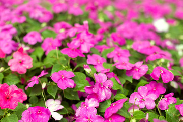 Fototapeta na wymiar Purple and red petunia flowers close up background.