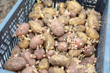 Sprouted potatoes in box for planting.