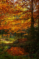 Autumn view from mountain in the forest