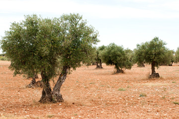 Olive trees