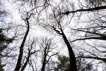 Low angle view of maple tree trunk tops against sky