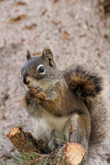 Curious cute brown squirrel,, posing at a pine tree trunk