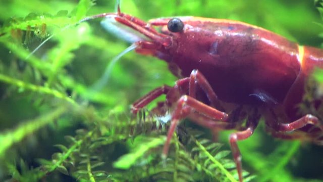 Rote Zwerggarnele beim Fressen auf Moos, Neocaridina