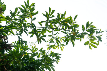 Plants ivy. Vines  on white background