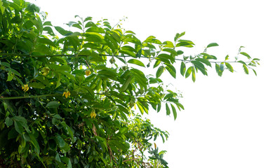 Plants ivy. Vines  on white background