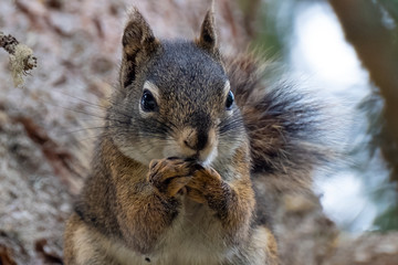 Curious cute brown squirrel,, posing at a pine tree trunk