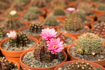 Close up small cactus with pink flowers on cacti blur background.