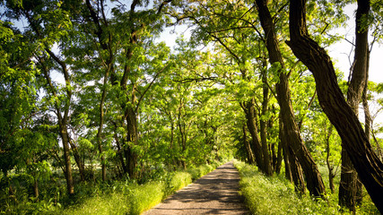 Tree lined country road