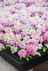 Alyssum flowers. Alyssum in sweet colors. Alyssum in a black tray on wood table