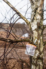 harvesting birch sap in the forest in spring in March and April