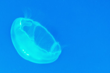 Sea floating jellyfish backlit by neon blue light