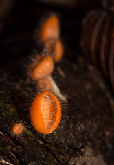 Orange mushroom, champagne mushroom in rain forest.