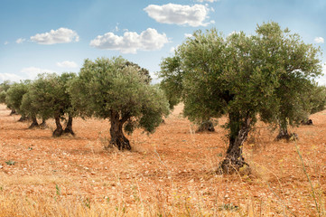 Olive trees