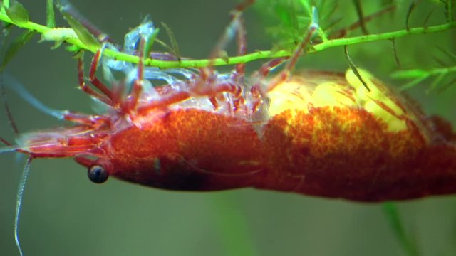 Weibliche Zwerggarnele mit Eiern, Neocaridina