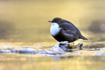 White-throated Dipper