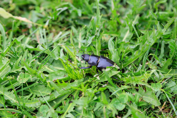 Natur und Artenschutz: Weiblicher Hirschkäfer in einer Wiese im Gras sitzend