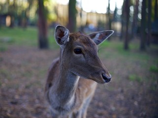 dzika natura 
