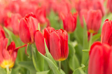 Red tulips field beautiful spring background.