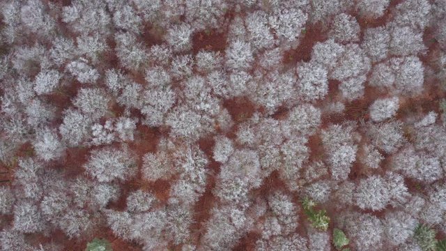Aerial view of forest with hoar frost in winter, Steigerwald, Germany