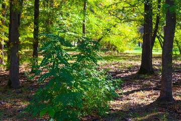 Southern forest with acacias.
