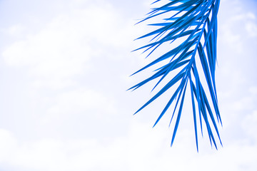 Beautiful tropical background - blue palm leaf.