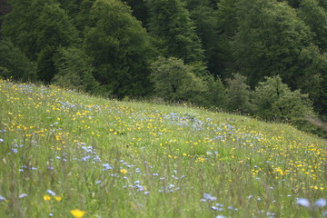 Fototapeta premium meadow with white flowers