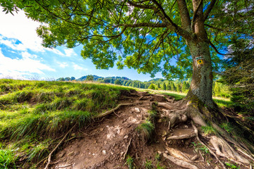 Mountain trail in Pieniny