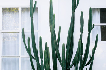 Ornamental spiny tropical plant with dark green succulent stems of cactus desert garden plant on...