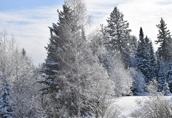 snow covered pine trees